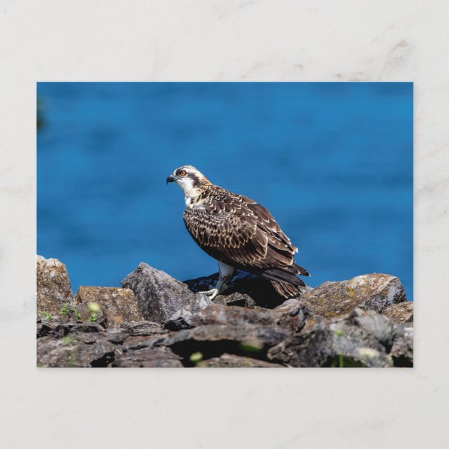 Osprey auf den Felsen Postkarte (Vorderseite)