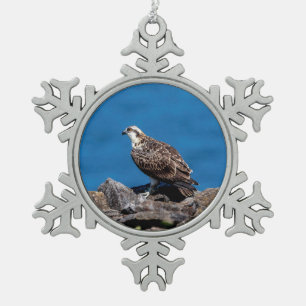Osprey auf den Felsen Schneeflocken Zinn-Ornament