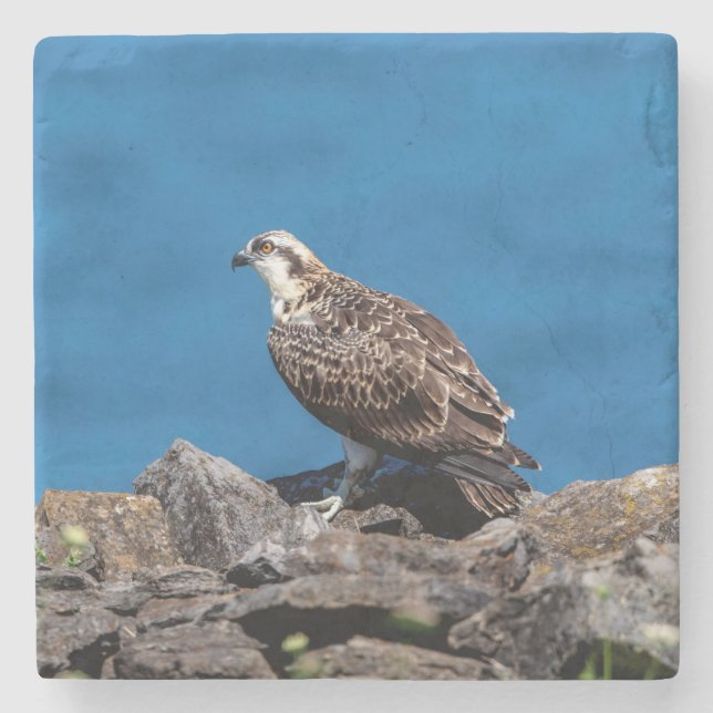 Osprey auf den Felsen Steinuntersetzer (Vorderseite)