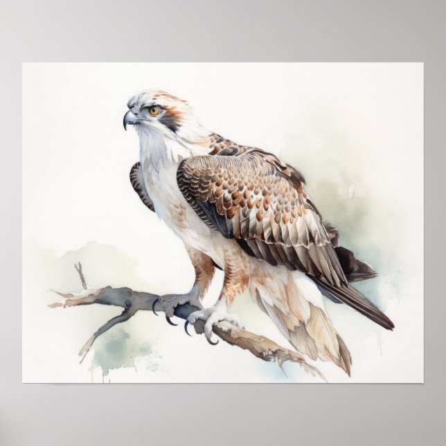 Osprey Bird Art Print Poster (Vorne)