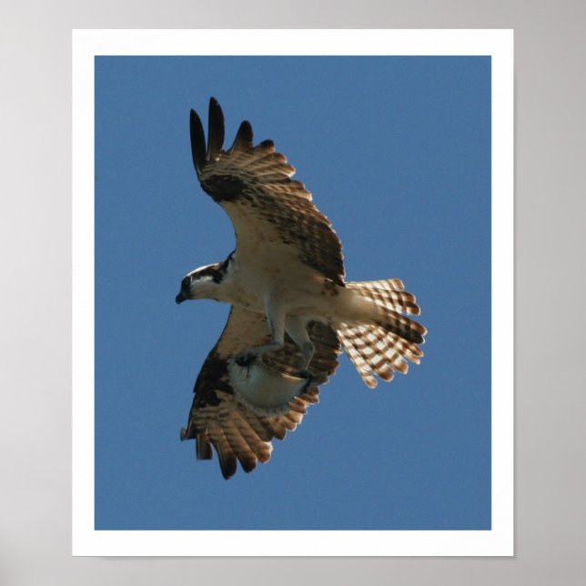 Osprey Bird & Halibut Fish Print Poster (Vorne)