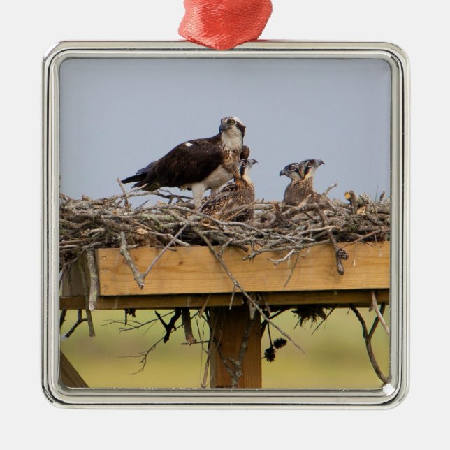 Osprey Bird Nest Ornament (Vorne)