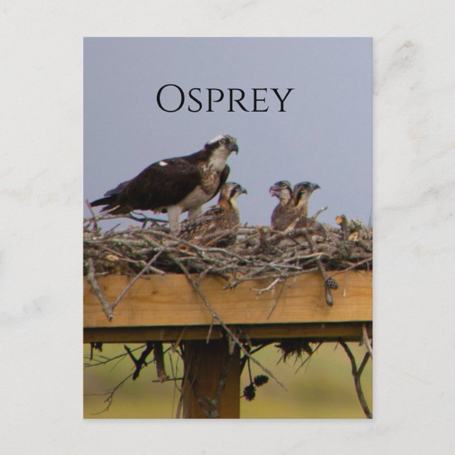 Osprey Bird Nest Postcard Postkarte (Vorderseite)