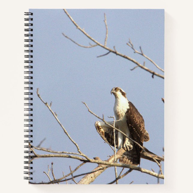 Osprey Bird Notebook Notizbuch (Vorderseite)