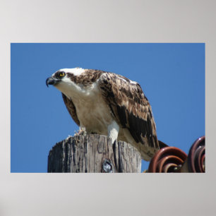 Osprey Bird Print Poster