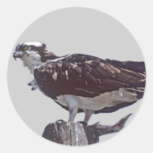 Osprey Bird Runder Aufkleber