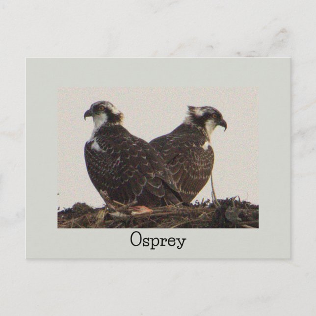Osprey Birds in Nest Postcard Postkarte (Vorderseite)