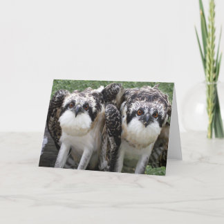 Osprey-Brüder Karte