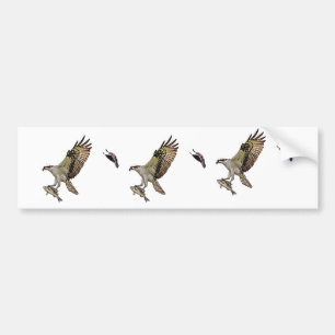 Osprey, der durch eine rotgeflügelte Amsel gejagt Autoaufkleber