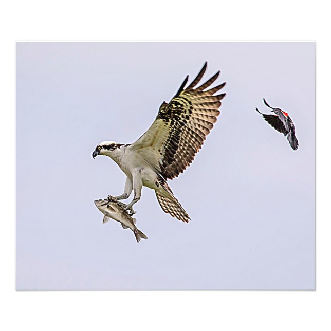 Osprey, der durch eine rotgeflügelte Amsel gejagt Fotodruck (Vorne)