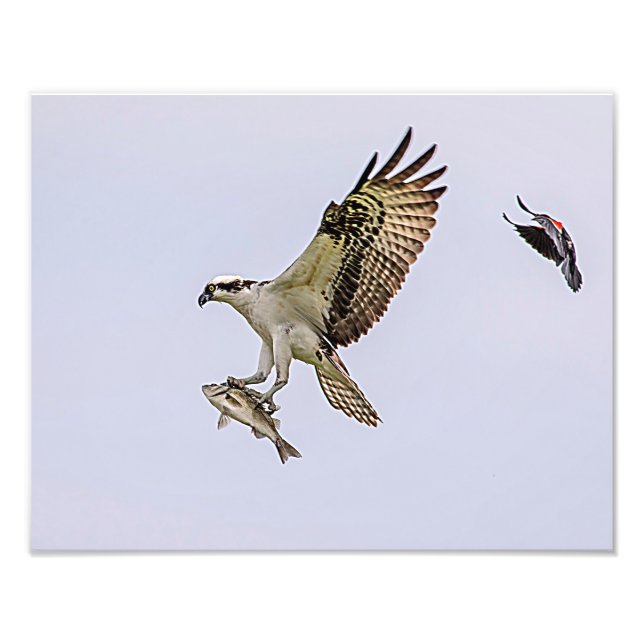 Osprey, der durch eine rotgeflügelte Amsel gejagt Fotodruck (Vorne)