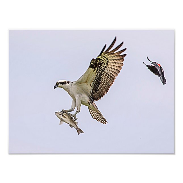 Osprey, der durch eine rotgeflügelte Amsel gejagt Fotodruck (Vorne)