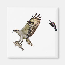 Osprey, der durch eine rotgeflügelte Amsel gejagt Magnet