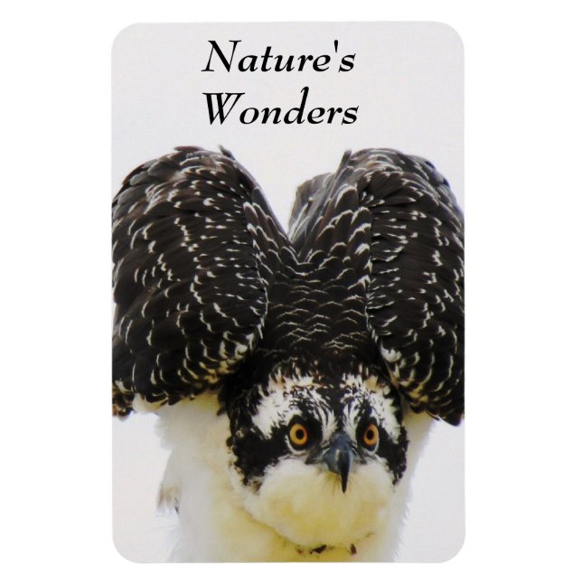 Osprey Eyes Flexi Magnet (Vertikal)