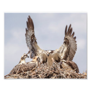 Osprey Familienportrait Fotodruck
