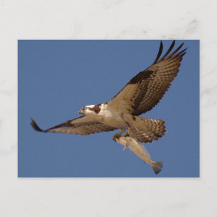 Osprey Fisher Postkarte