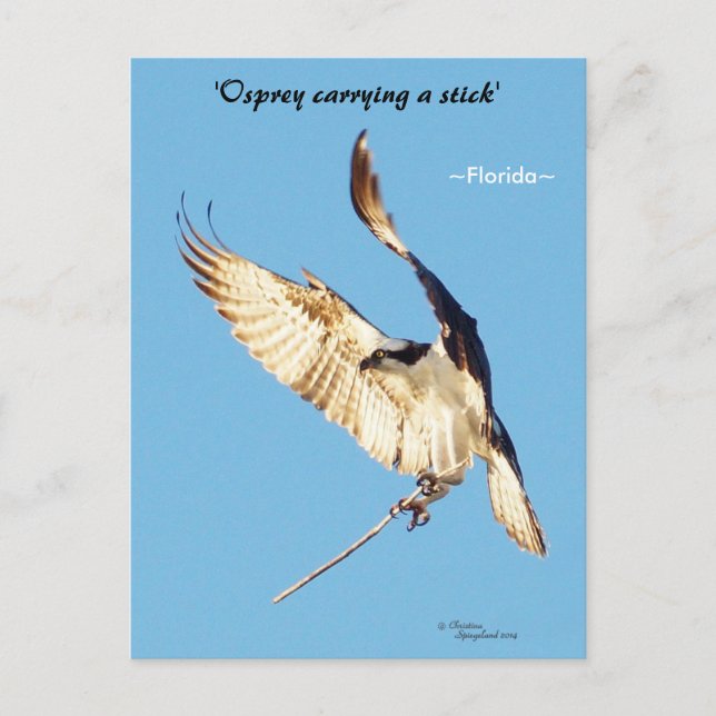 Osprey Flatstick Florida Postkarte (Vorderseite)