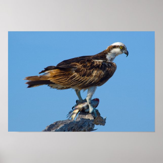 Osprey, Florida Poster (Vorne)