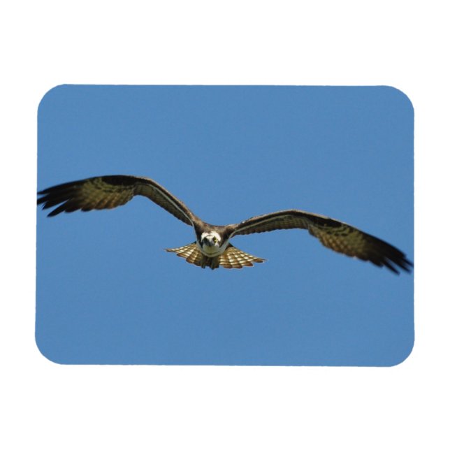 Osprey Flying! Magnet (Horizontal)