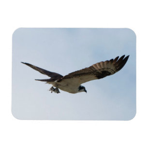 Osprey Flying with Fish in the Talons Magnet