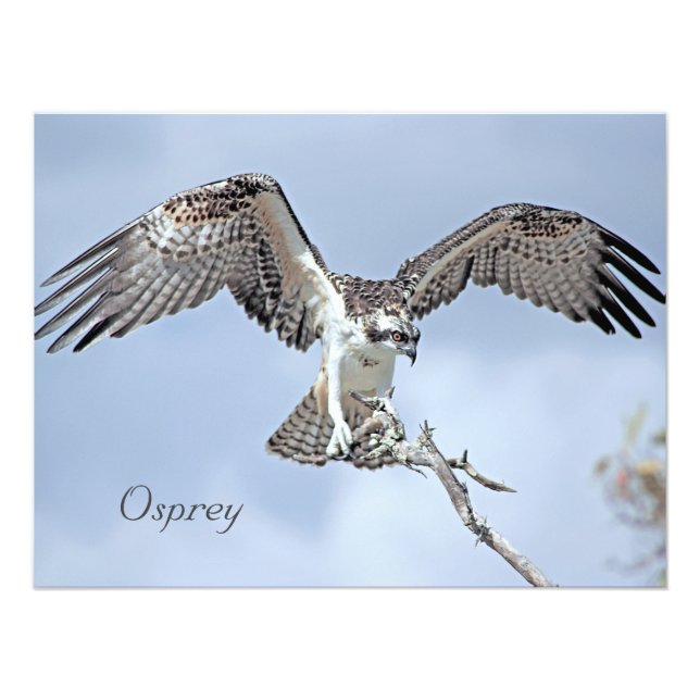 Osprey Foto Print (Vorne)