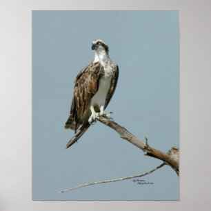 Osprey hawk in Baum Poster