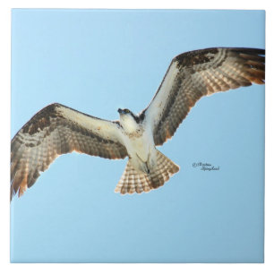 Osprey hawy fly Tile Fliese