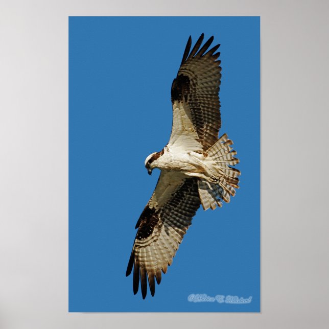 Osprey Hovering Poster (Vorne)