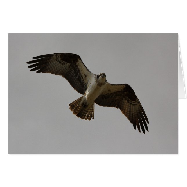 Osprey II (Vorderseite (Horizontal))