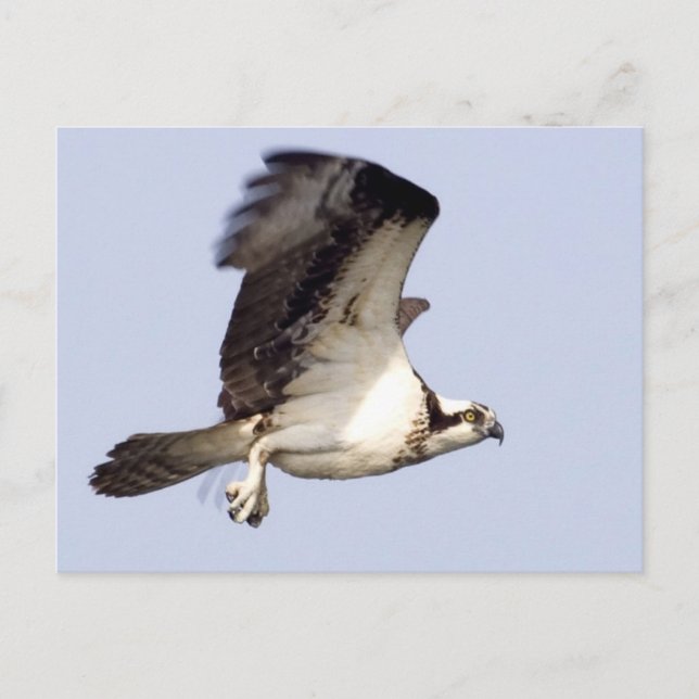 Osprey im Flug Postkarte (Vorderseite)