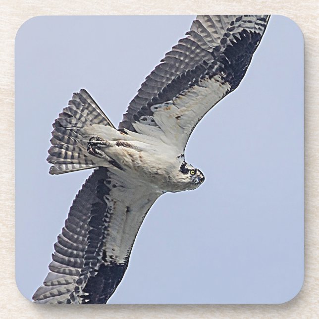 Osprey im Flug Untersetzer (Vorderseite)