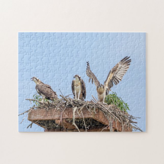 Osprey im Nest (drei amigos) Puzzle (Horizontal)