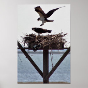 Osprey im Nest Poster