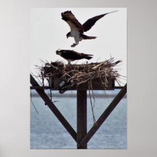 Osprey im Nest Poster