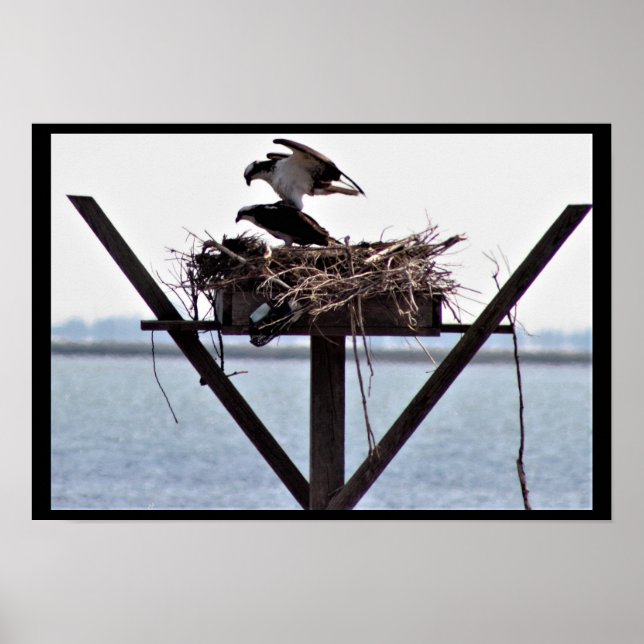 Osprey im Nest Poster (Vorne)