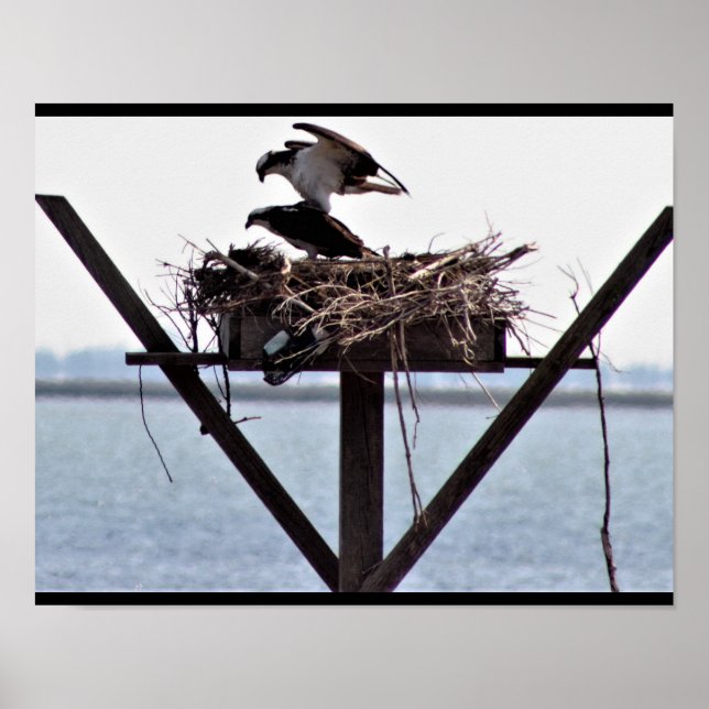 Osprey im Nest Poster (Vorne)