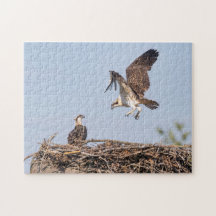 Osprey im Nest