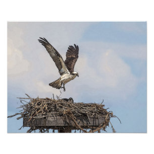 Osprey in einem Nest Fotodruck