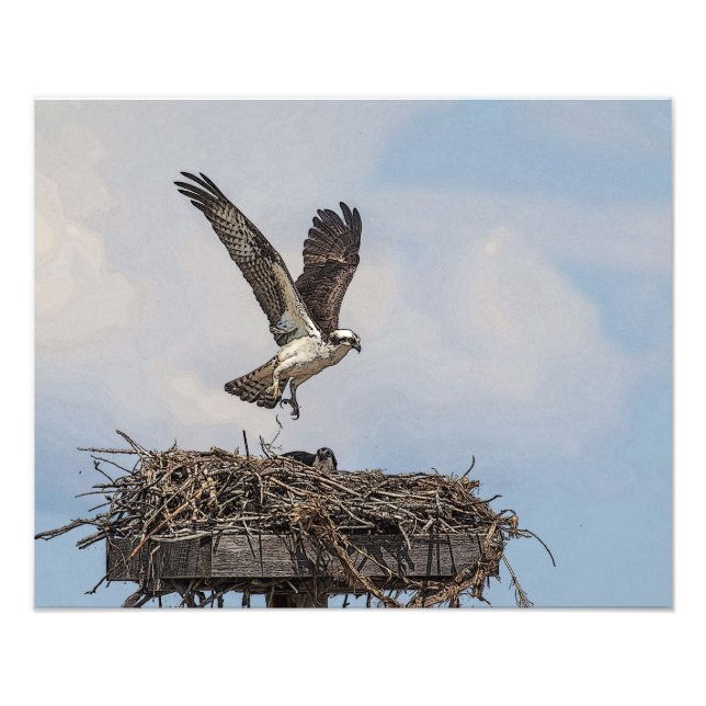 Osprey in einem Nest Fotodruck (Vorne)
