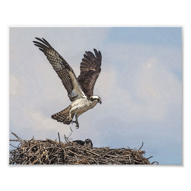 Osprey in einem Nest Fotodruck (Vorne)