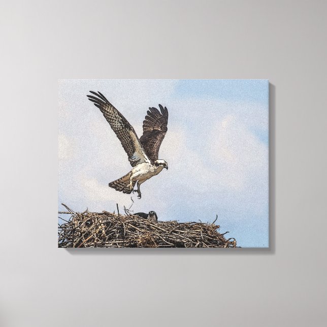 Osprey in einem Nest Leinwanddruck (Vorderseite)