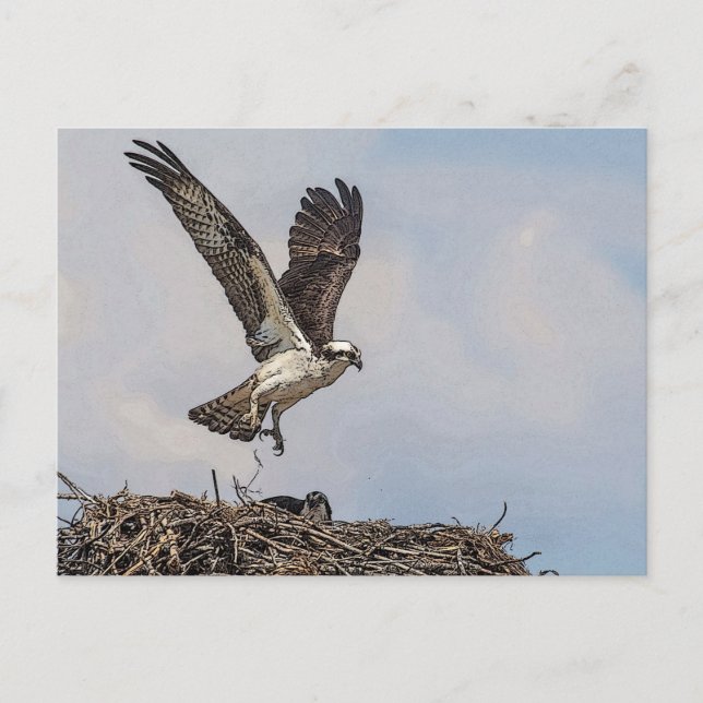 Osprey in einem Nest Postkarte (Vorderseite)