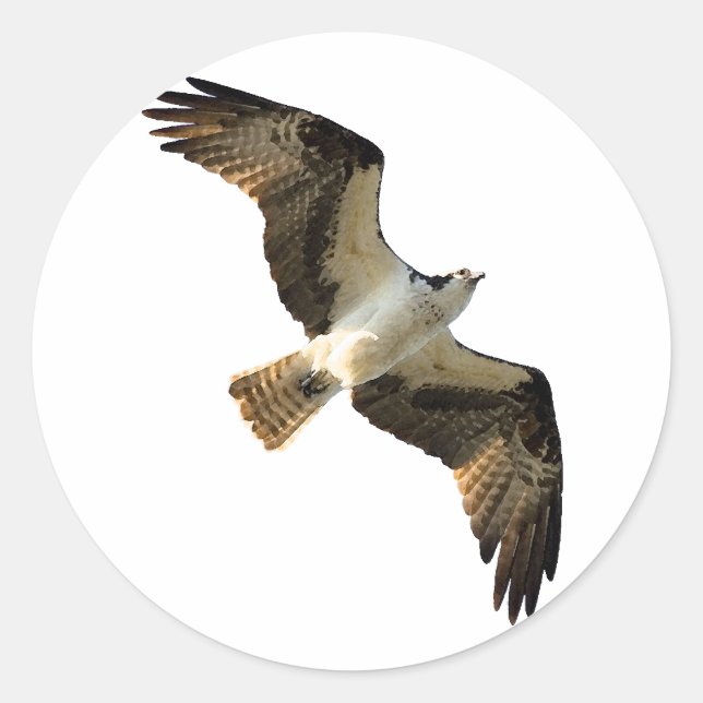 Osprey in Flight Logo Quadratischer Aufkleber (Vorderseite)