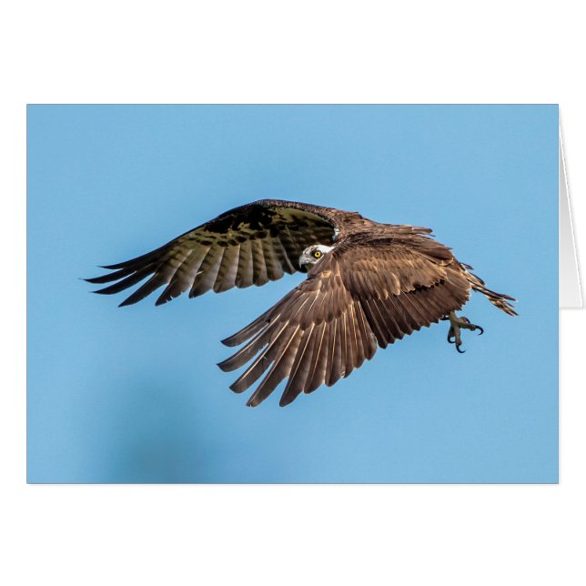 Osprey in Flitterwochen Staat Park (Vorderseite (Horizontal))