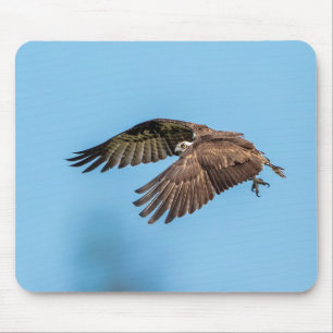 Osprey in Flitterwochen Staat Park Mousepad