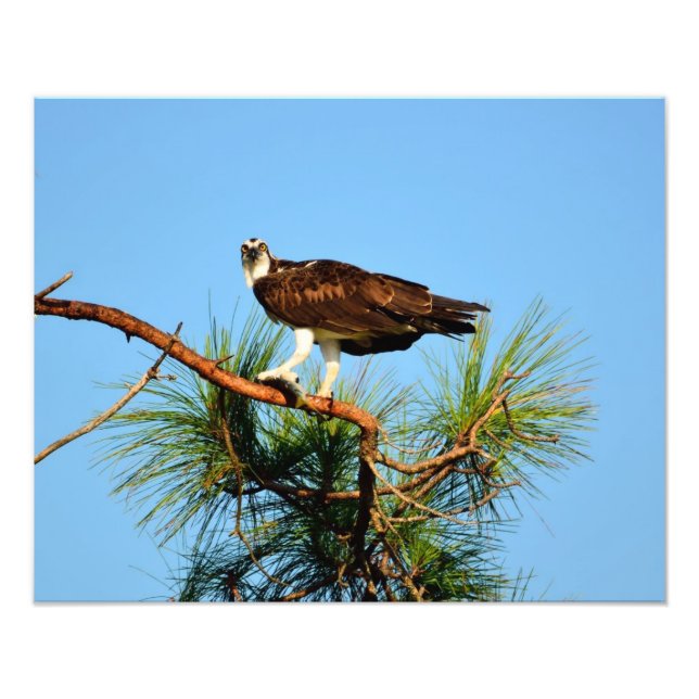 Osprey in freier Wildbahn Fotodruck (Vorne)