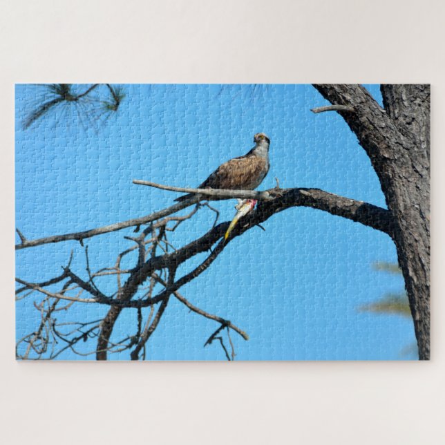Osprey in freier Wildbahn Puzzle (Horizontal)