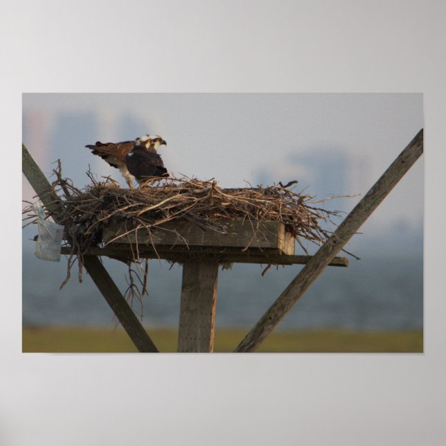 Osprey in Nest Foto Poster (Vorne)