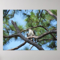 Osprey in Pine Tree