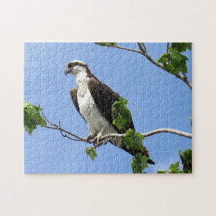 Osprey in Tree - Raptor - Bird Puzzle